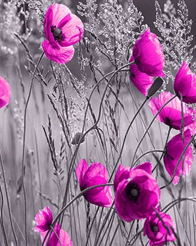 Partner Соло (Solo) 11764V8